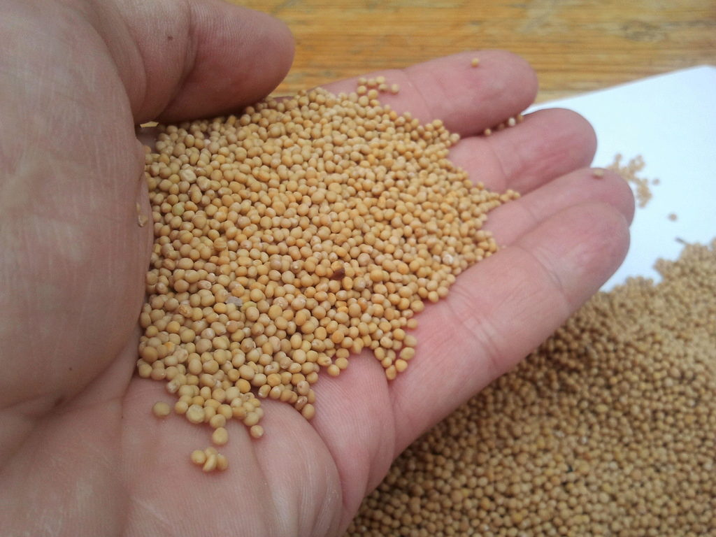 горчичное зерно скачать